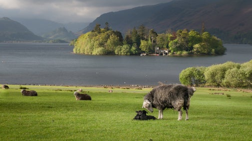 Herdwick ewes and lambs grazing peacefully on the grassy shores of Derwent Water against a mountain backdrop
